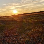 Bojčinska šuma jesen