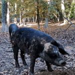 Bojčinska šuma mangulica