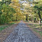 Bojčinska šuma šetalište