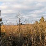 Deliblatska Peščara