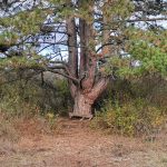 Deliblatska Peščara