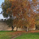 Smederevska tvrđava