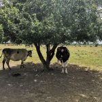 Specijalan rezervat prirode Zasavica životinje ispod drveta