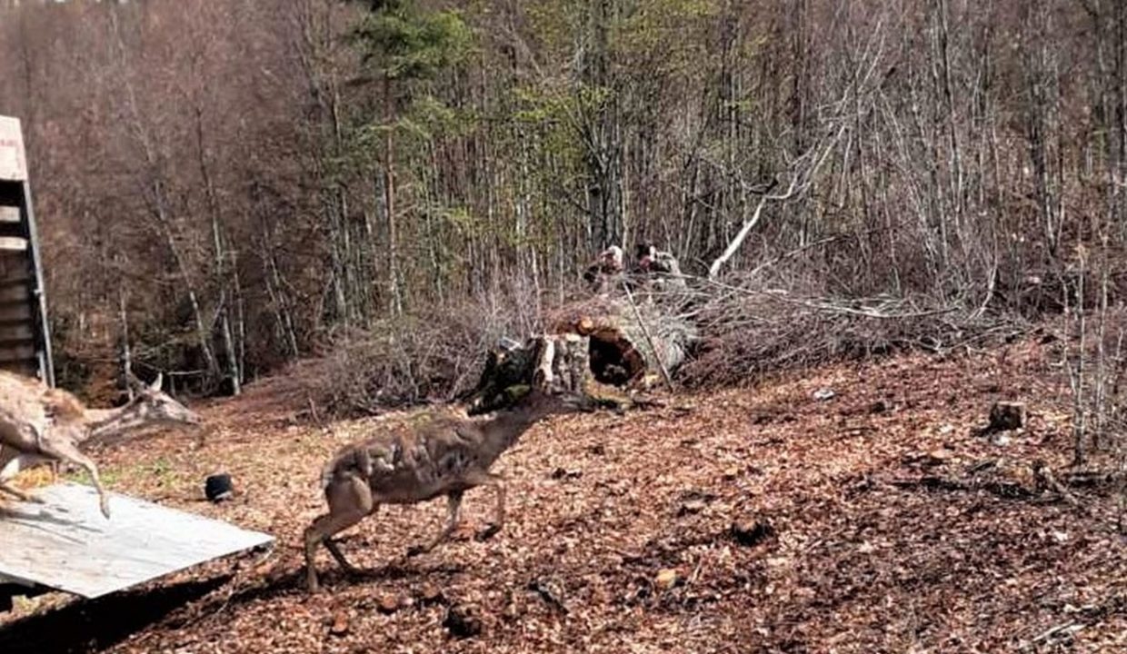 Povratak evropskog jelena na Kopaonik