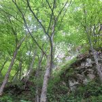 Metodje Pešačke ture na Kopaoniku