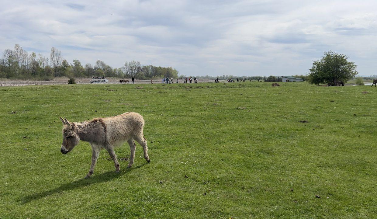 Putovanje po Srbiji - Zasavica
